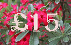 (image for) £15.00 Gift Certificate - Click Image to Close